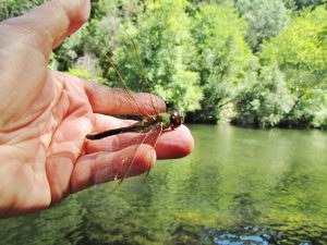 holding a dragonfly in my hand and having a chat - The Nature Whisperer