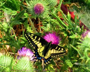 Swallowtail butterfly on thistle