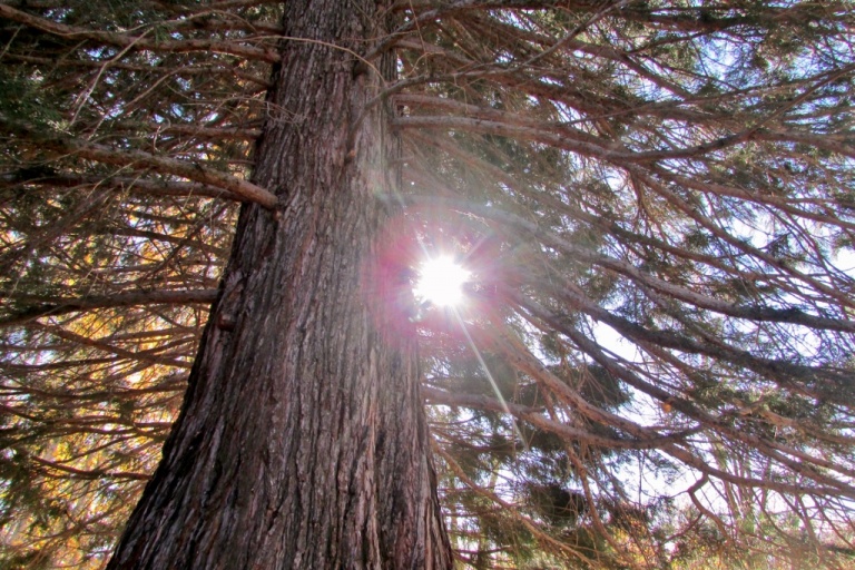Summer Solstice and Eclipse 2020 Blessing