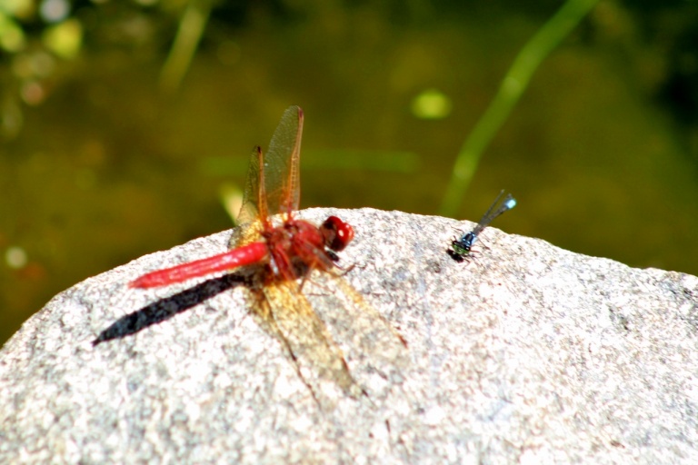 Consciously Connecting with Nature for Your Upliftment and Spiritual Expansion
