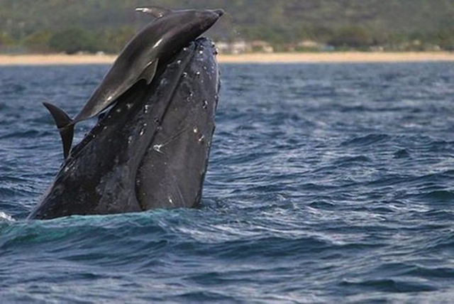 Whale & dolphin playing