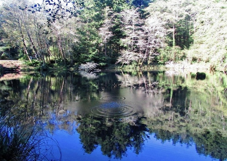 The Reflective Nature of Water
