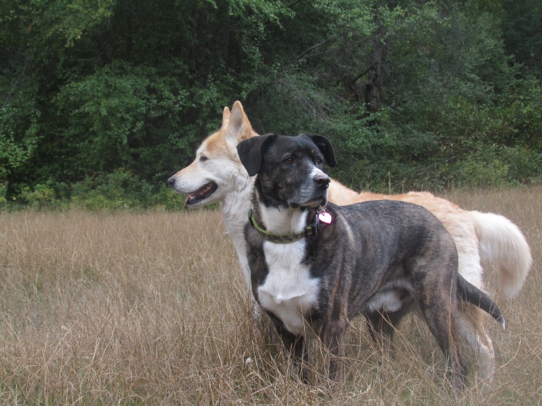 Breathe & Relax Process to Assist Animals