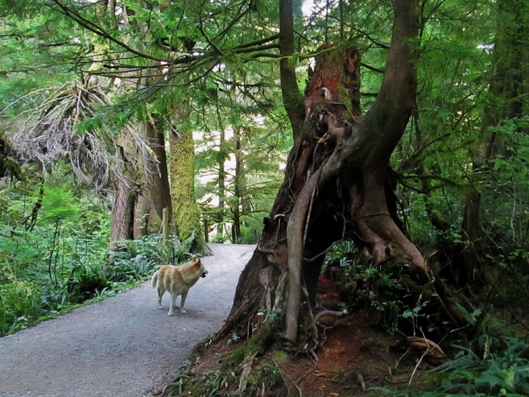 A Song From the Trees