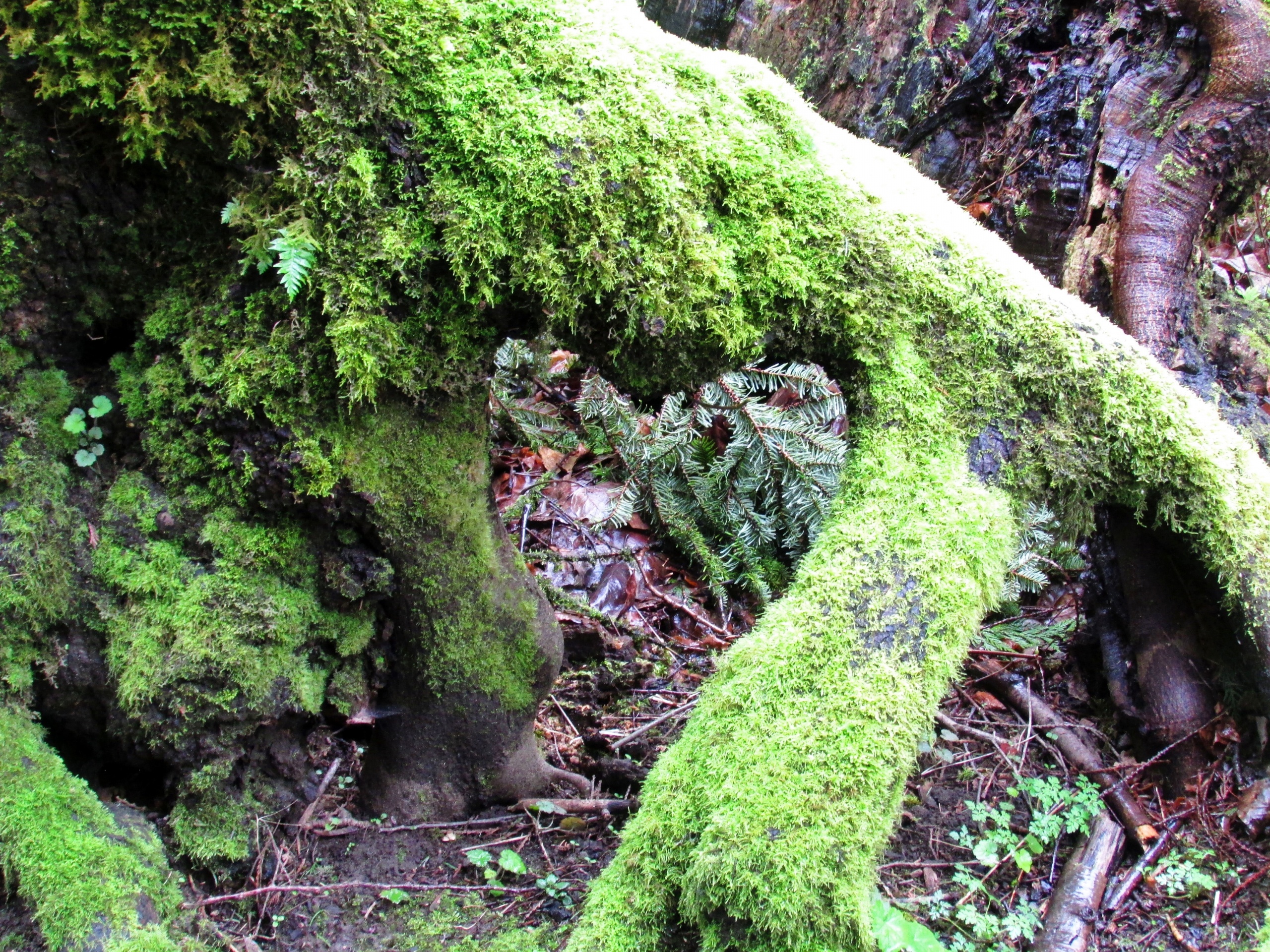 Heart in tree root