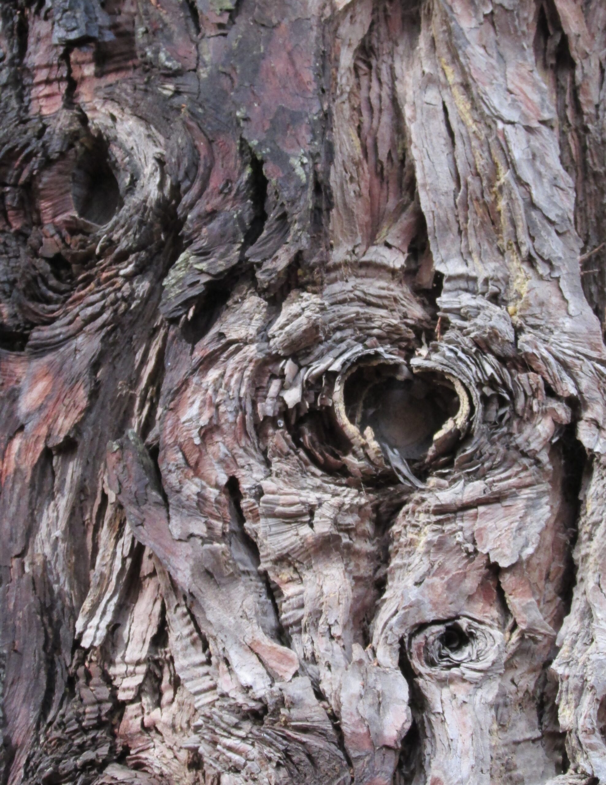 Tree with heart