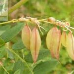 Astragalus plant