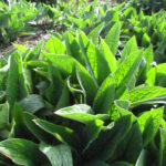 Comfrey plant without blosoms