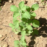 Young horehound plant
