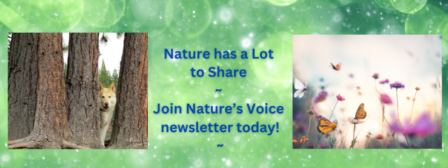 Join Our Newsletter