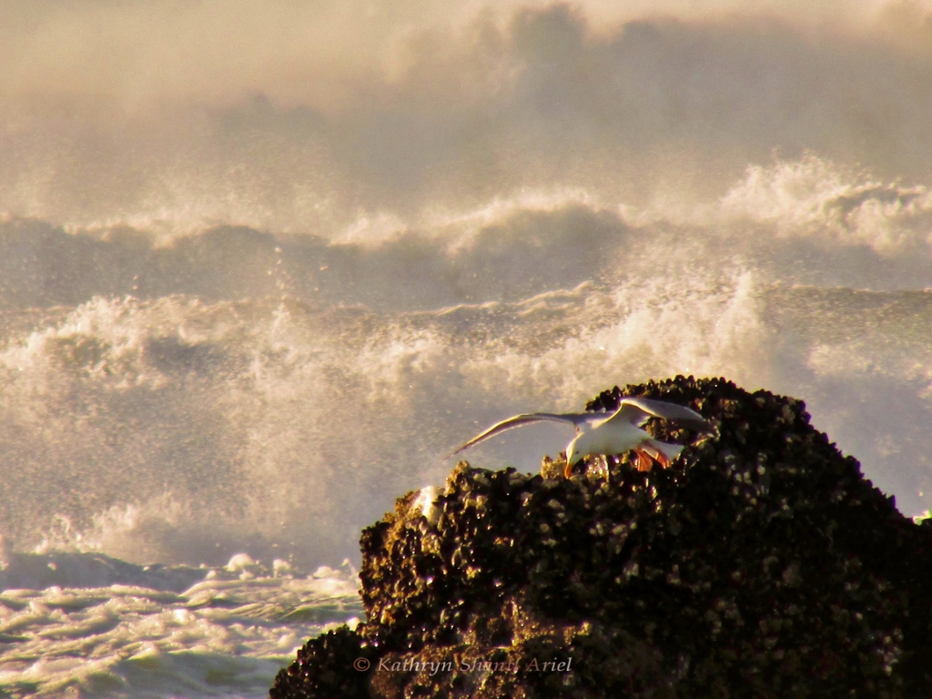 The Wave Harmony Between the Waves ~ Emmaray Kumara, The Nature Whisperer